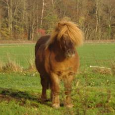 Shetlænder †Sofienbergs Bastian†