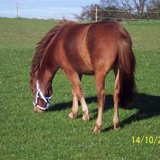 Gotlandsruss Lorenzo