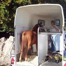 Gotlandsruss Lorenzo