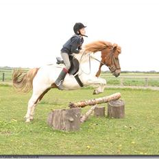 Anden særlig race Lilla