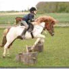 Anden særlig race Lilla