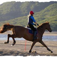 Dansk Varmblod Primera Duval