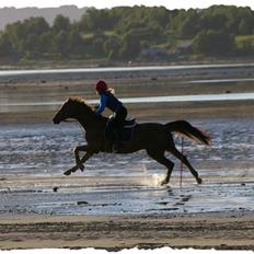 Dansk Varmblod Primera Duval