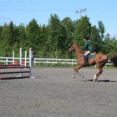 Dansk Varmblod Primera Duval