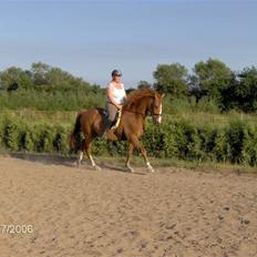 Dansk Varmblod Waldhorn