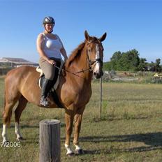 Dansk Varmblod Waldhorn