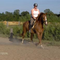 Dansk Varmblod Waldhorn