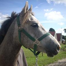 Anden særlig race solgt:(