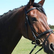 Dansk Varmblod Kongelunden Anastacia RIP