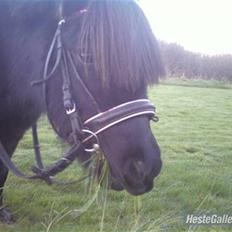 Shetlænder | *<3stella<3*| *solgt*