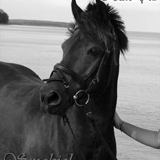 Anden særlig race Mr. smokie'  Mit Et & Alt