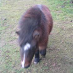Shetlænder Miss Soffie (solgt)
