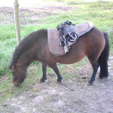 Shetlænder Miss Soffie (solgt)