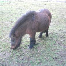 Shetlænder Miss Soffie (solgt)