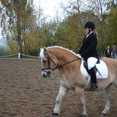 Haflinger Guldborggaard's Nero