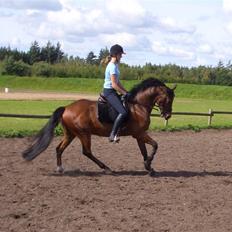 Hollandsk Sportspony Edzer
