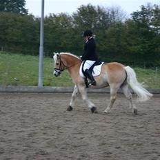 Haflinger Guldborggaard's Nero