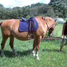 Dansk Varmblod Bossen slogt