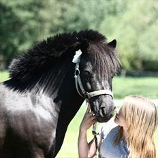 Shetlænder | Bølle