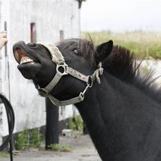 Shetlænder | Bølle