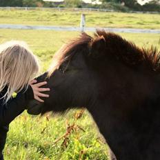 Shetlænder | Bølle