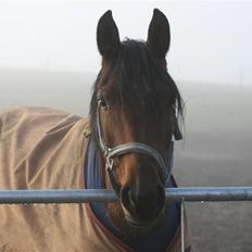 Anden særlig race Midnights Frida Kahlua 