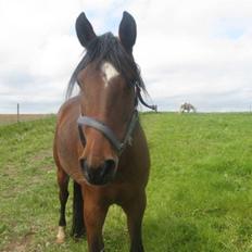 Anden særlig race Midnights Frida Kahlua 