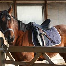 Anden særlig race Midnights Frida Kahlua 