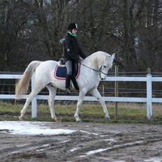 Arabisk fuldblod (OX) ~Solsikkens Ismail Ox~