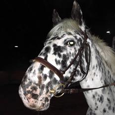 Appaloosa Ilja - R.I.P