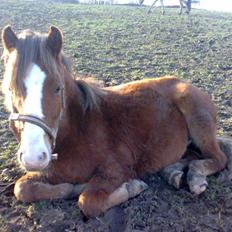 DSP Guldborggaards Remir