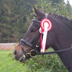 New Forest Soldals Chelsea