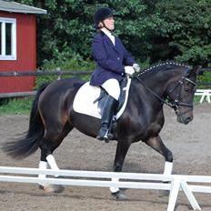 New Forest Soldals Chelsea