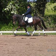 New Forest Soldals Chelsea