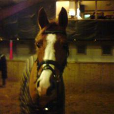 Hollandsk Sportspony Calypso SOLGT