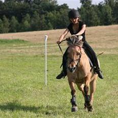 Fjordhest Klokkeblomst   * Solgt*