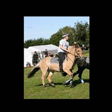 Fjordhest Klokkeblomst   * Solgt*