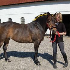 Anden særlig race pyxis