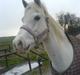 Welsh Pony (sec B) Lintelo Gratitude- SOLGT