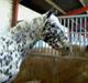 Appaloosa Ilja - R.I.P