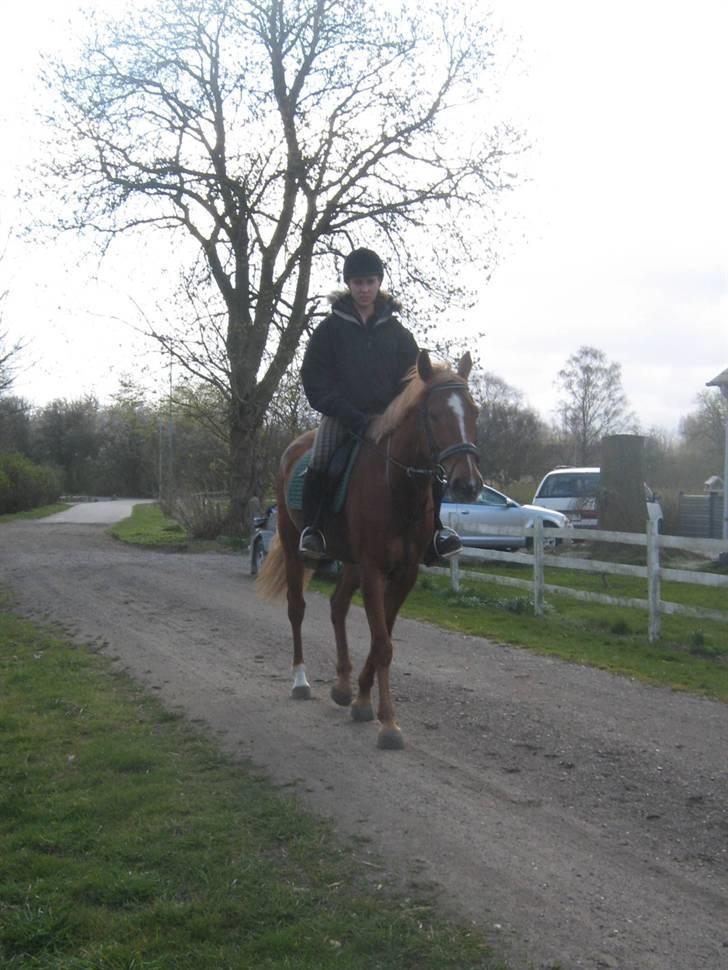 Fuldblod (XX) Giovanni - På vej.. billede 9