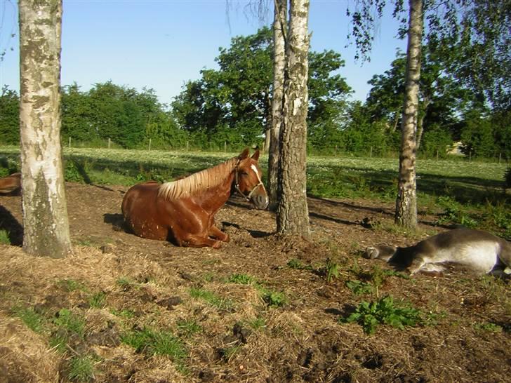 Fuldblod (XX) Giovanni - En tidlig sommermorgen. Hviler sig med Dagny-æsel (der stadig sover) billede 11