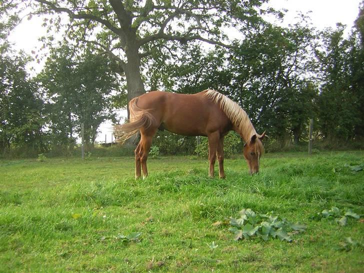 Fuldblod (XX) Giovanni - Spiser græs! billede 12