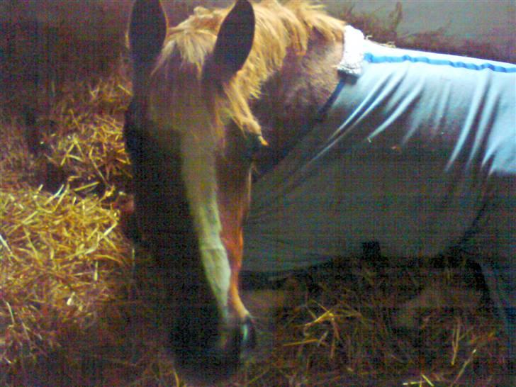 Tysk Sportspony La Belle Cheval  - til stævne i Hiirtshals <3..  billede 7