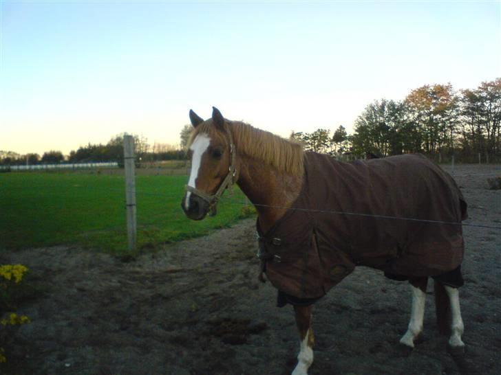 Tysk Sportspony La Belle Cheval  - bare li´ på Marken <3 billede 8