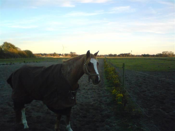 Tysk Sportspony La Belle Cheval  - på Marken<3 billede 9