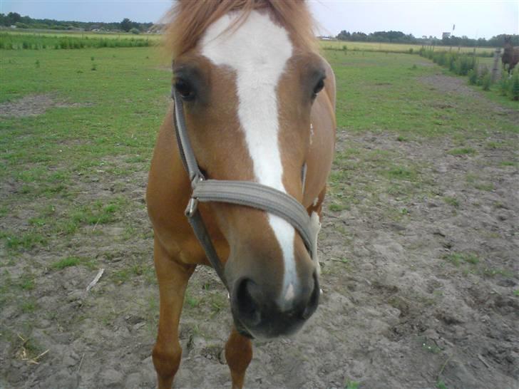 Tysk Sportspony La Belle Cheval  - heej heej <33! billede 11