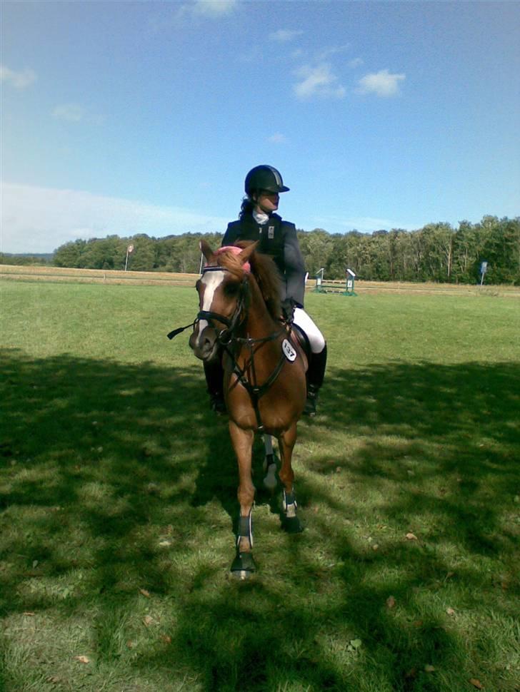 Tysk Sportspony La Belle Cheval  - til stævne i Dronninglund <33 billede 12