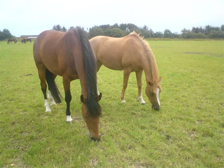 Tysk Sportspony La Belle Cheval  - Bell og Futte på sommergræs <333333 billede 13