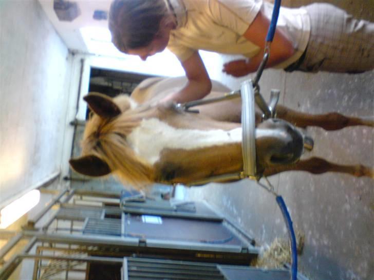Tysk Sportspony La Belle Cheval  - i stalden<3 billede 14